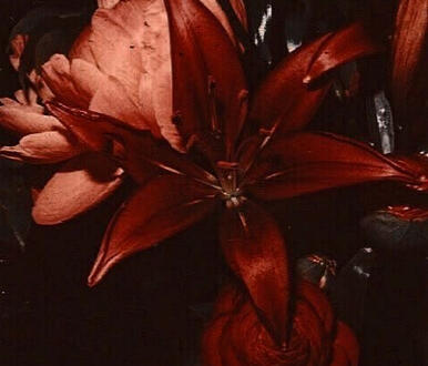They wanted ash, but they forgot that lilies are born from the darkest soil.
